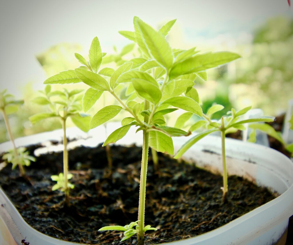 Formation Herboriste : Devenez un expert en plantes médicinales