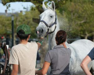 Soigneur animalier : quelle formation pour réaliser votre rêve ?