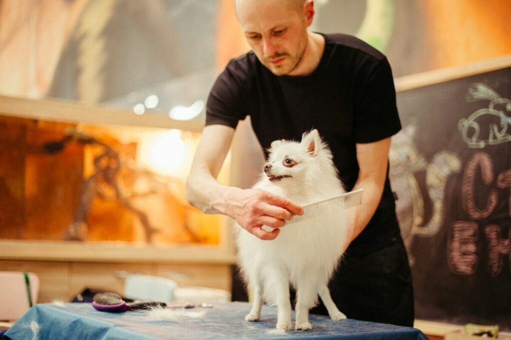 Formation toilettage canin : devenir pro et aimer son métier